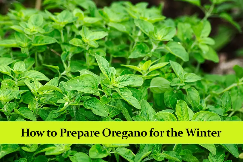 How to Prepare Oregano for the Winter