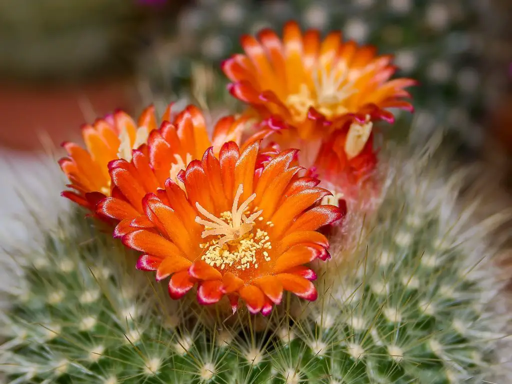 flowering cactus