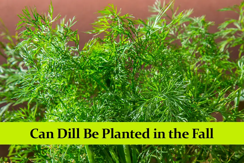 Can Dill Be Planted in the Fall