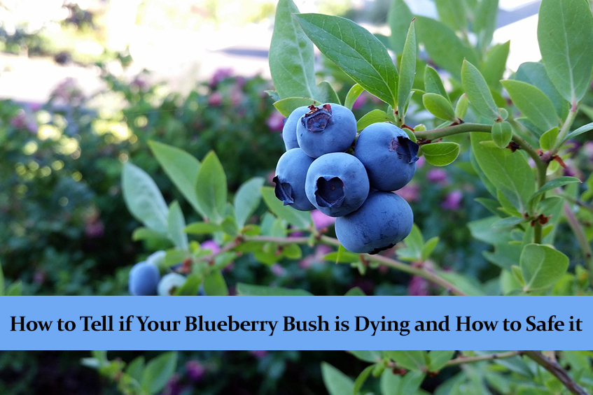 How to Tell if Your Blueberry Bush is Dying and How to Save it