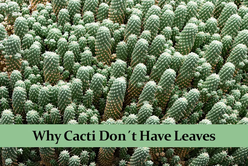 Why Cacti Don´t Have Leaves