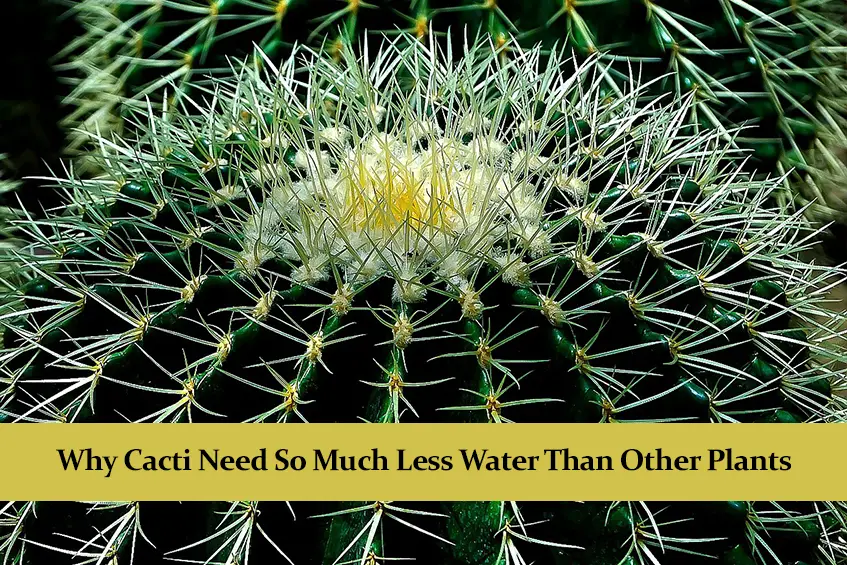 Why Cacti Need So Much Less Water Than Other Plants