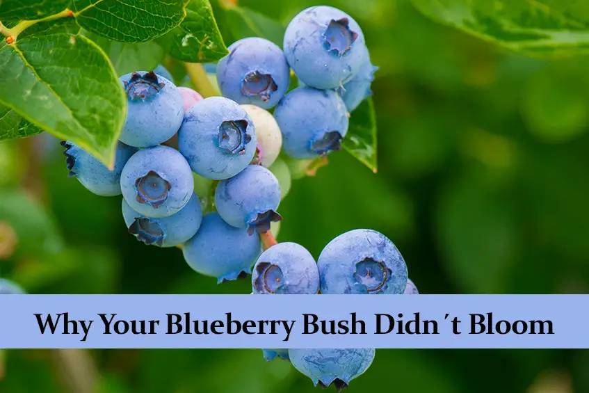 Why Your Blueberry Bush Didn´t Bloom