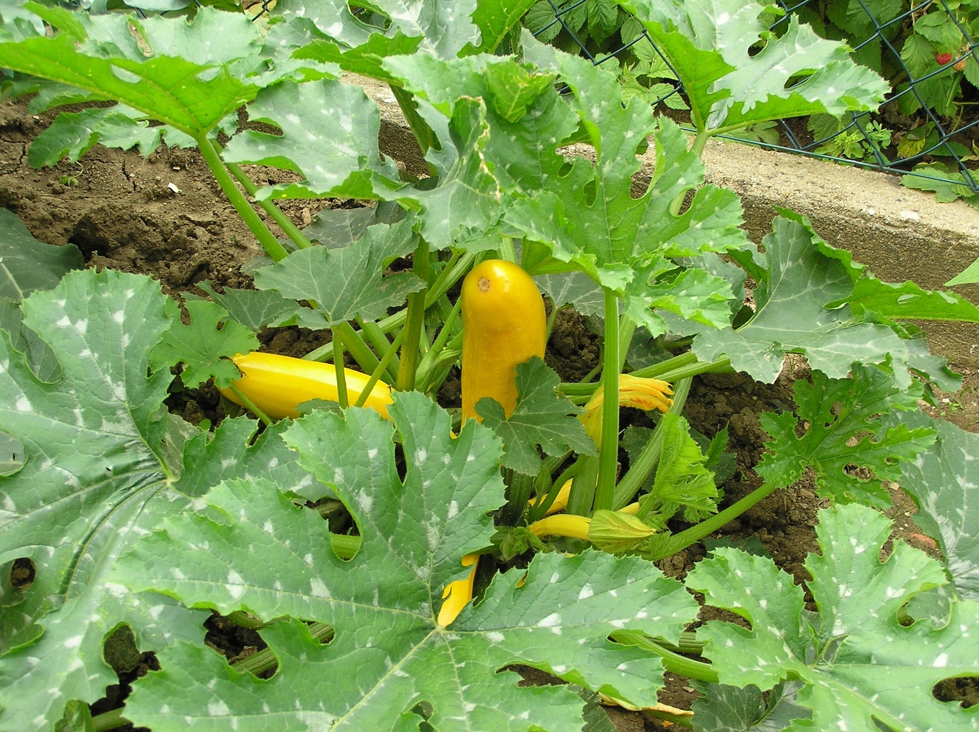 growing blackjack zucchini