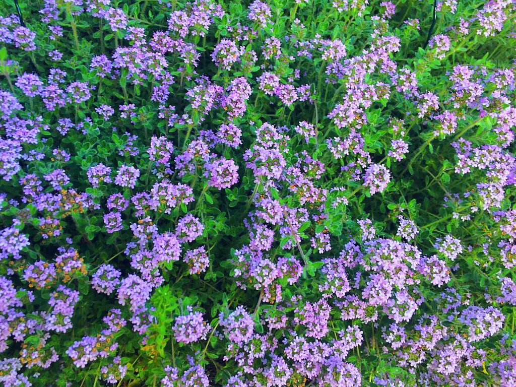 How To Grow Creeping Thyme (the Important Info At A Glance)